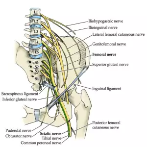 Lumbosacral Plexus